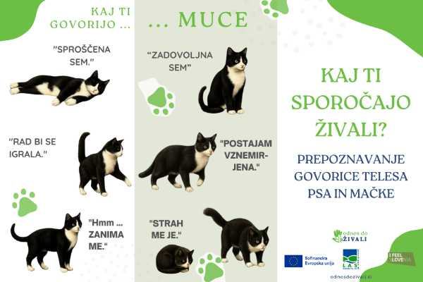 Letak – Govorica telesa mačke